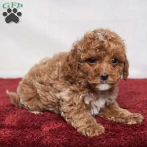 Lonnie, Cavapoo Puppy